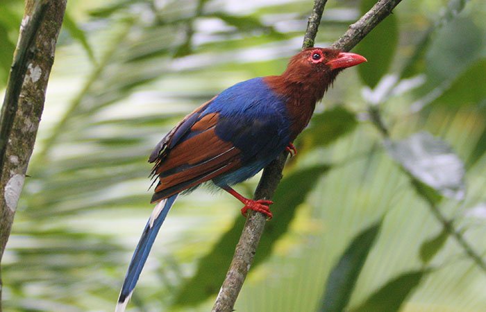 sinharaja rainforest trek